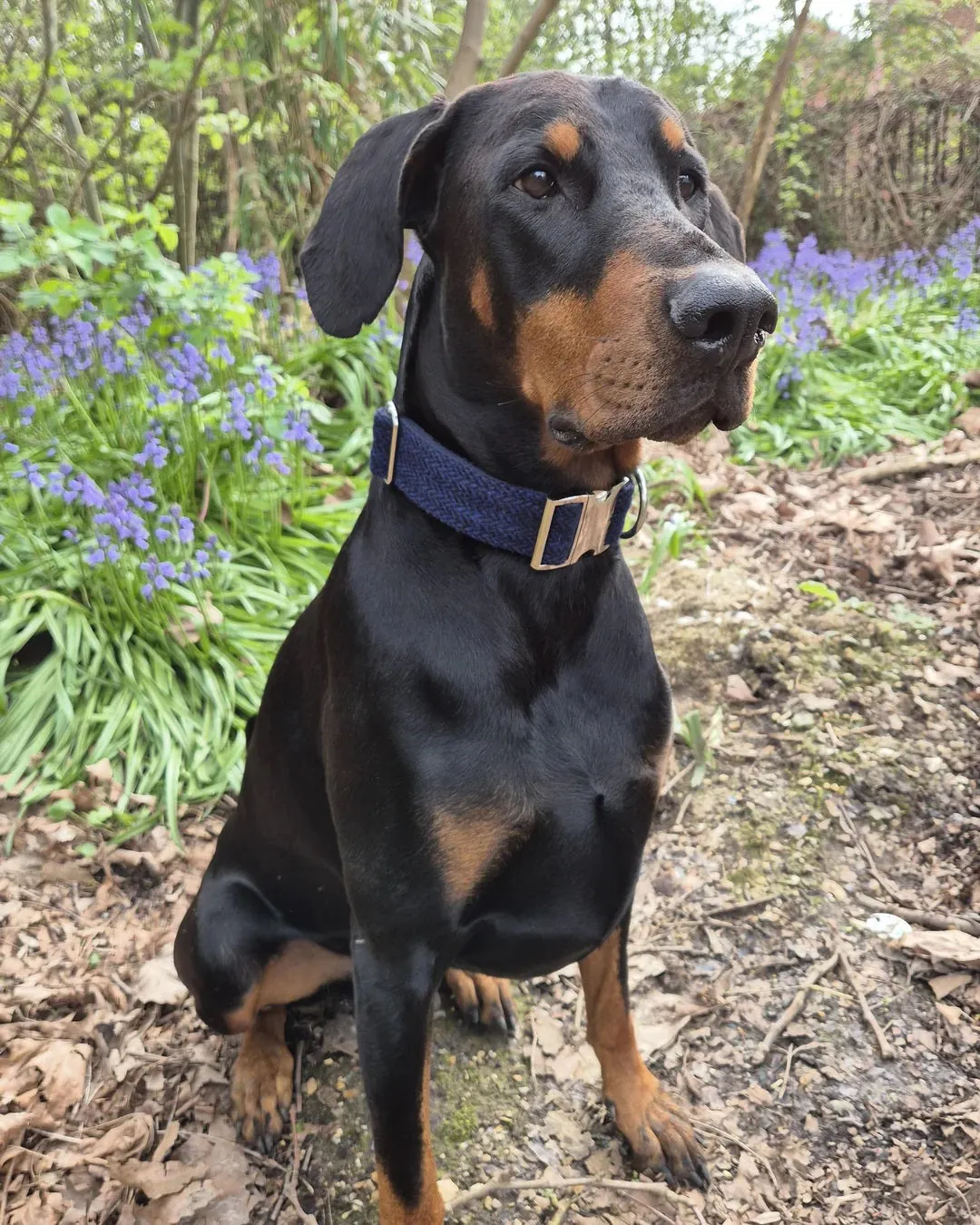 Bright and Bold Extra Large Dog Collar