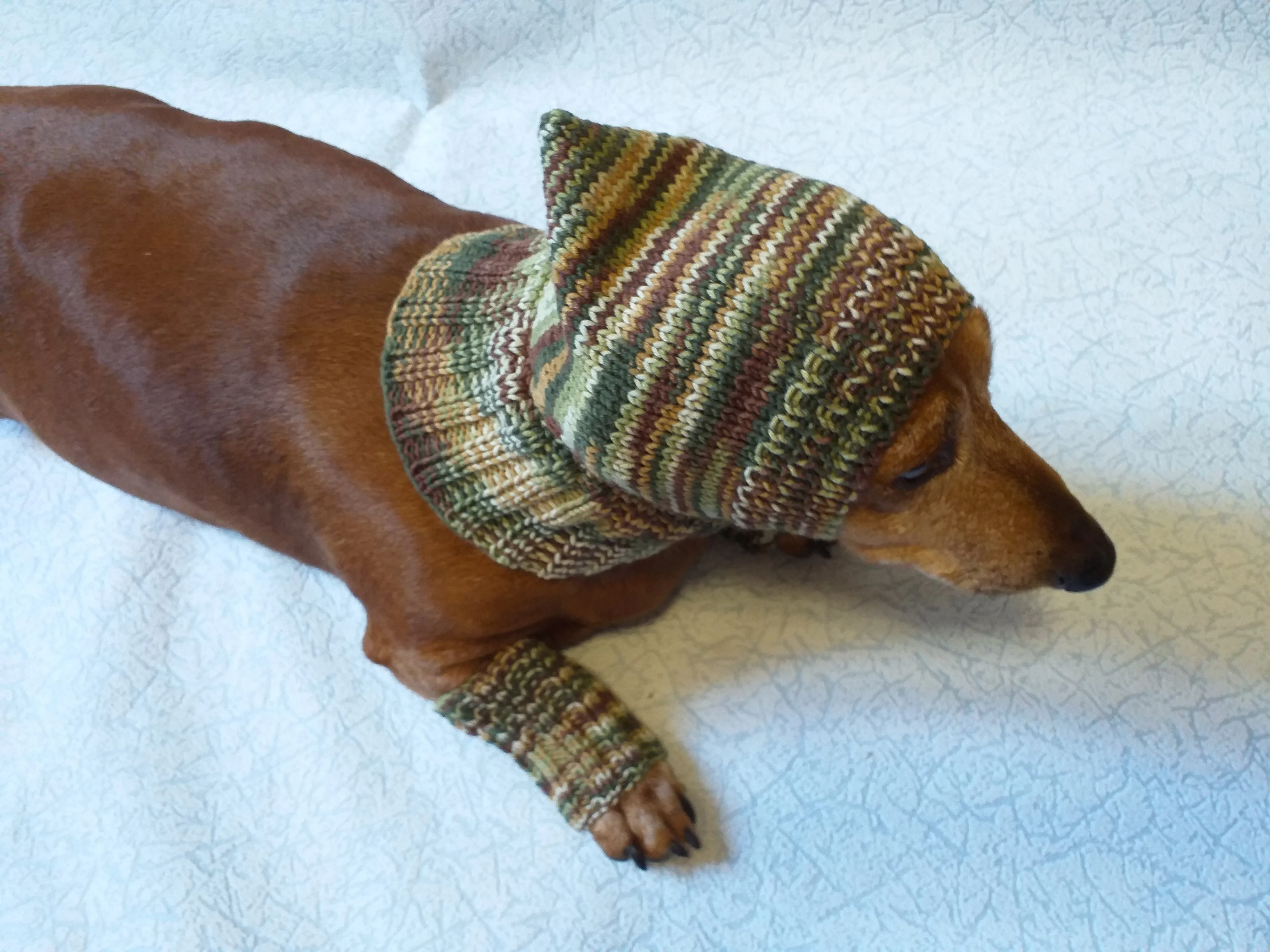 Camouflage kit hat and leggings for dogs, Military kit for dachshunds