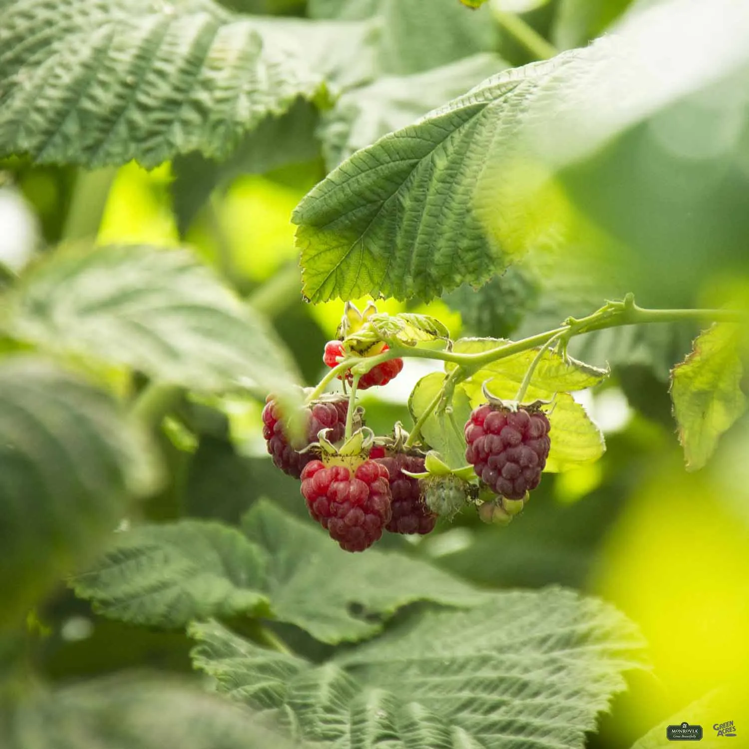 Canby Red Raspberry | Monrovia