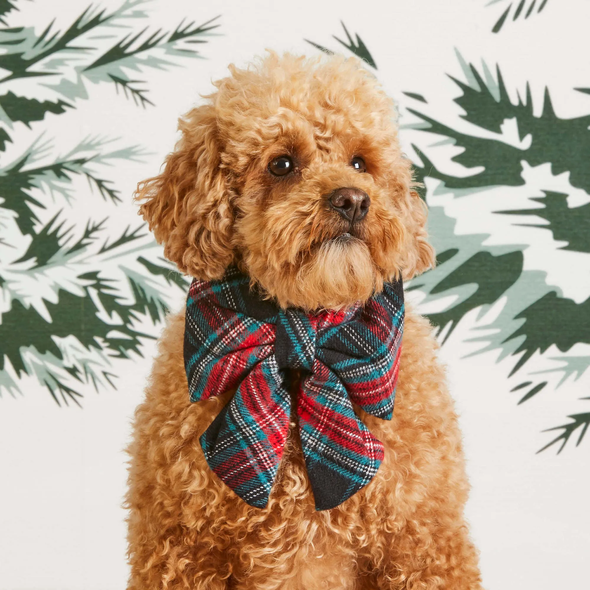 Draper James x TFD Georgia Plaid Lady Bow Collar