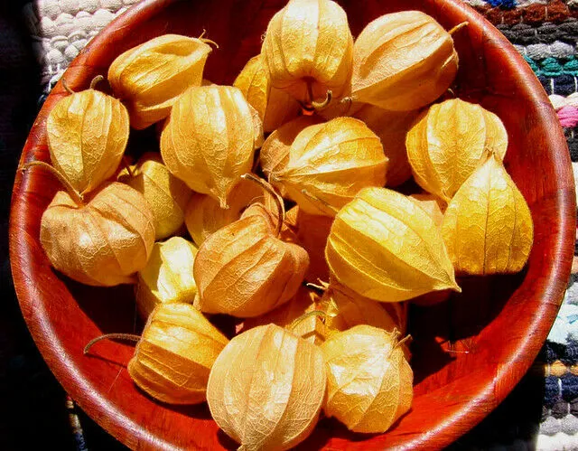 Goldenberry Cape Gooseberry Physalis peruviana 100 Seeds  USA Company