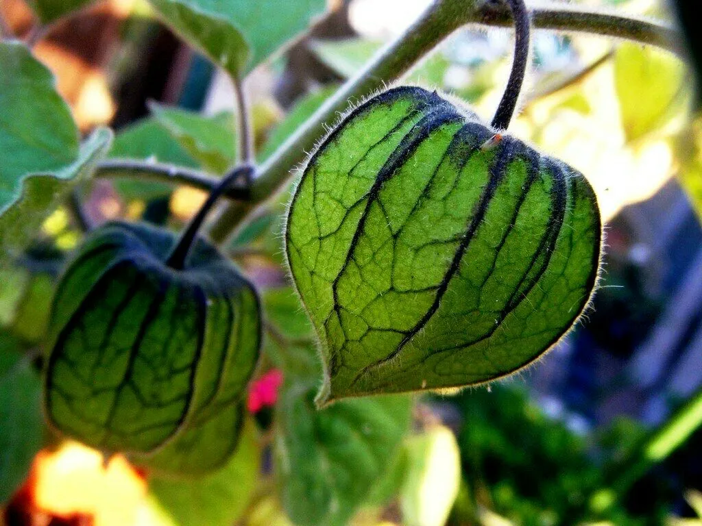 Goldenberry Cape Gooseberry Physalis peruviana 100 Seeds  USA Company