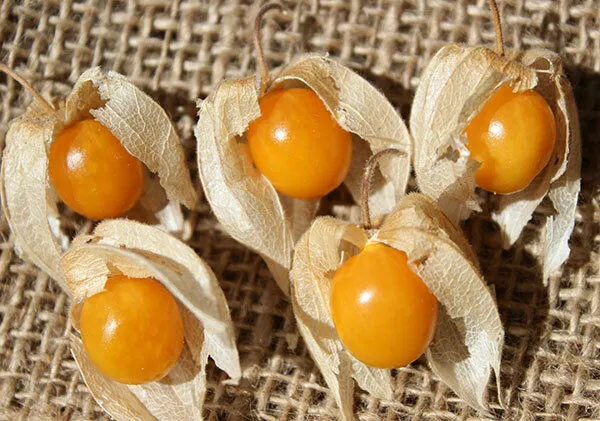 Goldenberry Cape Gooseberry Physalis peruviana 100 Seeds  USA Company