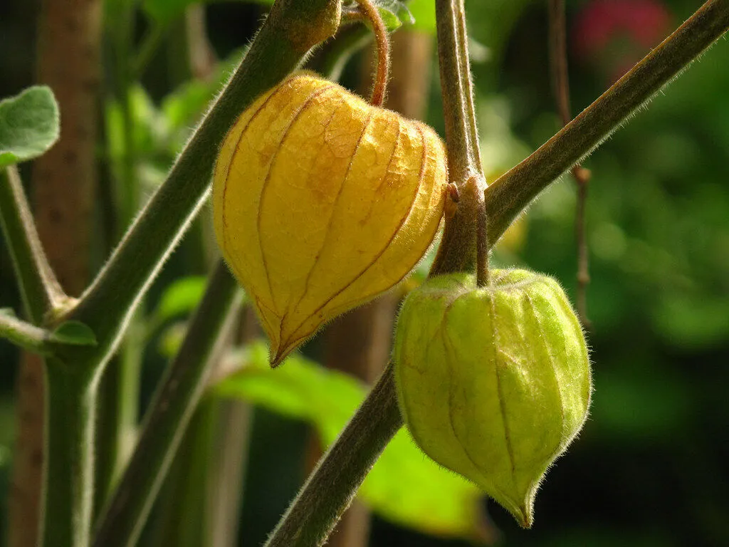 Goldenberry Cape Gooseberry Physalis peruviana 100 Seeds  USA Company