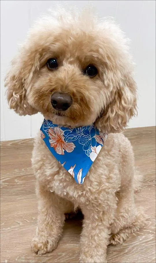 Hibiscus Kiss Doggy Bandana