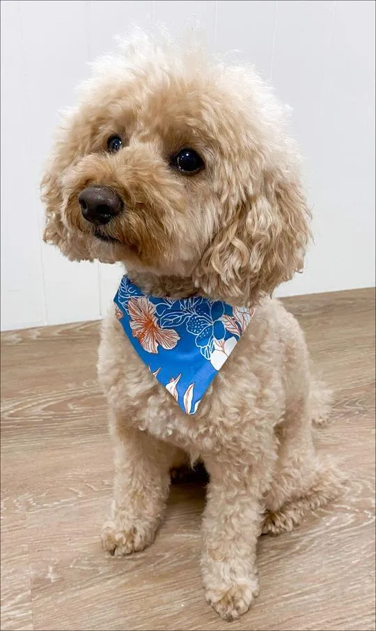 Hibiscus Kiss Doggy Bandana