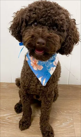 Hibiscus Kiss Doggy Bandana